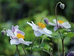 Image result for Anemone Ruffled Swan