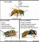 Image result for Meme Wasp See You in Hell
