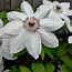 Image result for Clematis Plants
