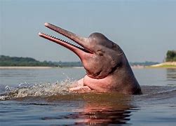Image result for World's Biggest Dolphin
