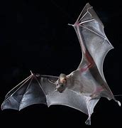 Image result for Vampire Bat Feet
