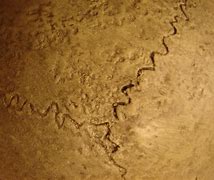 Image result for Cracked Bone Texture