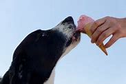 Image result for Cool Dog Ice Cream