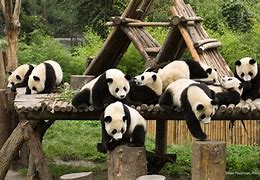 Image result for Panda Park Fili