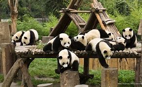 Image result for Panda Sanctuary China