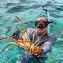 Image result for Giant Caribbean Lobster