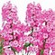 Image result for Phlox paniculata Famous Light Pink
