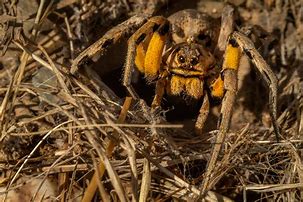 Image result for Tarantula Wolf Spider