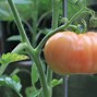 Image result for Tomato Plant Disease Treatment