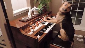Image result for Dog Playing Piano Images Beautiful