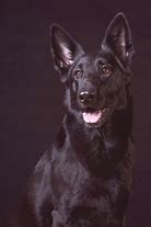 Image result for Free German Shepherd Dogs