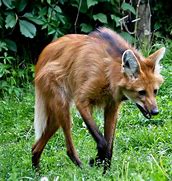 Image result for chrysocyon_brachyurus