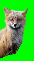 Image result for Green Screen Camera Vector