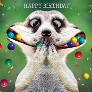 Image result for Happy Birthday Funny Animals