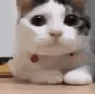 Image result for Cat Saying No