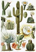 Image result for Cactus Flower Name