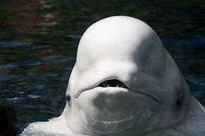 Image result for Beluga Whale Teeth