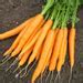 Image result for Golden Carrot