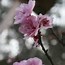 Image result for Cherry Tree Black and White