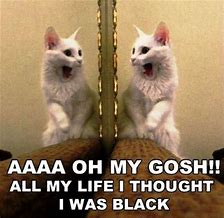 Image result for OH My Gosh Cat Memes