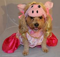 Image result for Miss Piggy Dog Costume