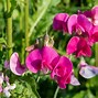 Image result for Types of Sweet Pea Flower