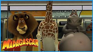 Image result for Giraffe Madagascar NYC