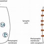 Image result for Neuron and Synaptic Cleft