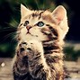 Image result for Cat Background for Lap Top HD