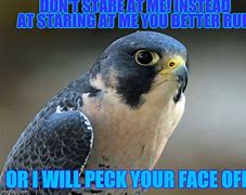 Image result for Falcon Bird Meme