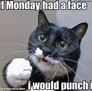Image result for Monday Cat Meme