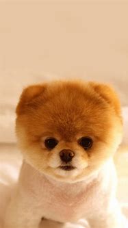 Image result for Dog Wallpaper for iPhone