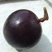 Image result for Star Apple Fruit Tree