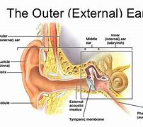 Image result for Outer Ear Anatomy External