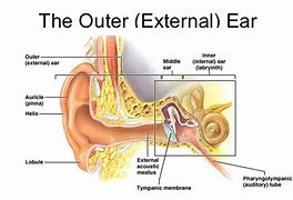 Image result for Nomenclature of the Outer Ear
