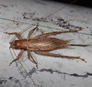 Image result for Animal Cricket Jumping