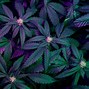 Image result for What Is THC