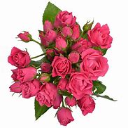 Image result for Hot Pink Spray Roses