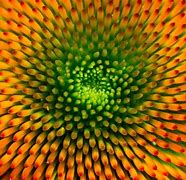 Image result for Macro Photography Objects