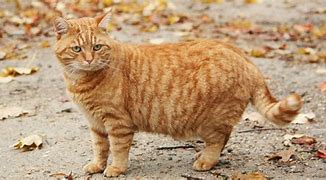 Image result for Cat Fat Pouch