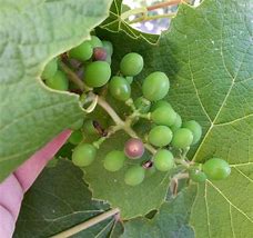 Image result for Common Grape Diseases