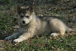 Image result for Timber Wolf Puppy