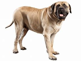 Image result for Very Large Dogs
