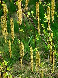 Image result for Ragweed Pollen Allergy Symptoms