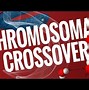 Image result for Crossing Over and Recombination Occurs