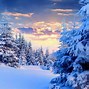Image result for Winter Snow Trees Forest Nature