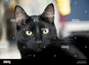 Image result for Black Cat Stock Image
