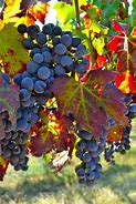 Image result for Pretty Grapes