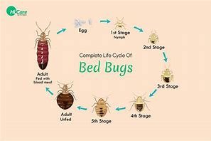Image result for Do Bed Bugs