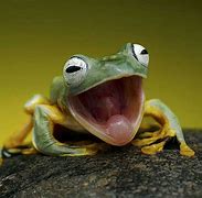 Image result for Funny Frog Dank